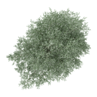 3d illustration of Locusts tree isolated on transparent canvas from top view png