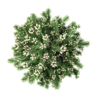 Top view of Cedar tree isolated on transparent Canvas png