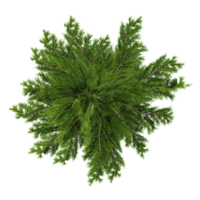 3d illustration of Picea tree isolated on transparent canvas from top view png