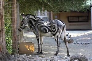 Zebra Grazing in the Zoo on a sunny day. photo