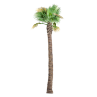 3d illustration of California palm isolated on transparent canvas png