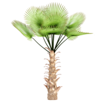 3d Rendering Of Trachycaprusfortune palm plant on Transparent Canvas png