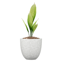 3d illustration of Aspidistra tree in pot isolated on transparent canvas png