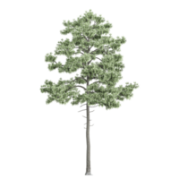 3d Rendering Of fir tree on Transparent Canvas png