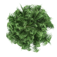 3d illustration of Pinus pinaster tree isolated on transparent canvas from top view png