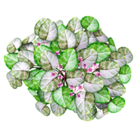 3d Rendering Of Cyclamen flower plant on Transparent Canvas from the top view png