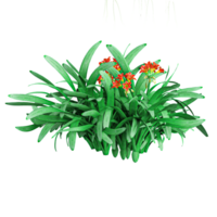 Collection of Clivia Miniata flower plants isolated on transparent Canvas png