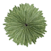 collection of fir tree with realistic style from top view png