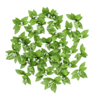 3d Rendering Of Convallaria majalis flower plant on Transparent Canvas from the top view png