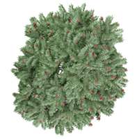Collection of Rhus typhina tree isolated on transparent Canvas from the top view png