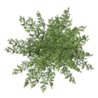 collection of Pinus tree isolated on transparent Canvas from the top view png