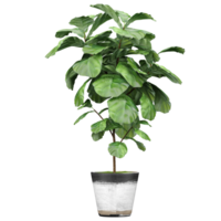 collection of Fiddle-leaf fig plant in planter isolated on transparent Canvas png