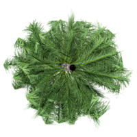 3d illustration of Pinus tree isolated on transparent canvas from top view png
