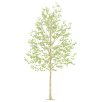 3d Rendering Of Young Tree on Transparent Canvas png