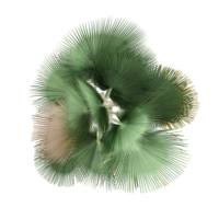 From the topview of Washingtonia filifera tree on isolated Canvas png