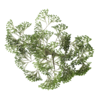 3d illustration of Willow tree isolated on transparent canvas from top view png