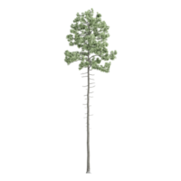 3d rendering of fir tree isolated on transparent Canvas png