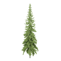 3d Rendering Of Norway spruce tree on Transparent Canvas png