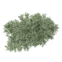 collection of Locusts tree with realistic style from top view png