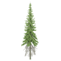 3d rendering of Norway spruce tree isolated on transparent Canvas png