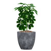 3d illustration of Dwarf umbrella tree in pot isolated on transparent canvas png