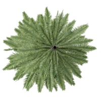 3d illustration of fir tree isolated on transparent canvas from top view png