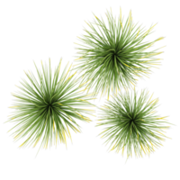 3d illustration of Agave stricta tree isolated on transparent Canvas from top view png