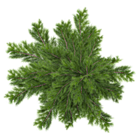 3d illustration of fir tree isolated on transparent canvas from top view png