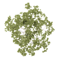 collection of Eucalyptus tree with realistic style from top view png