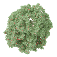 3d illustration of Rhus typhina tree isolated on transparent canvas from top vie png