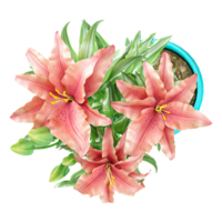 3d illustration of Tiger lily plant in planter isolated on transparent canvas from the top view png