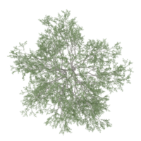Collection of Beech tree isolated on transparent Canvas from the top view png