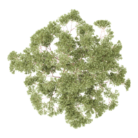 Beautiful Eucalyptus tree isolated on transparent Canvas from the top view png