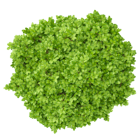 Green beautiful dwarf tamarind tree isolated on Canvas from top view png