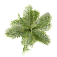 Green beautiful Coconut tree isolated on Canvas from top view png