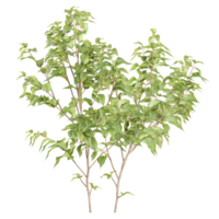collection of White dogwood tree isolated on transparent Canvas png