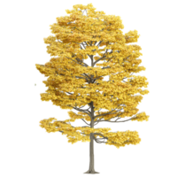 collection of Maple tree isolated on transparent Canvas png
