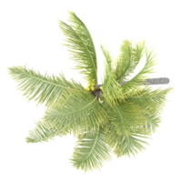 Collection of Coconut tree isolated on transparent Canvas from the top view png