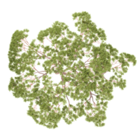3d Rendering Of Eucalyptus tree on Transparent Canvas from the top view png