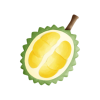 See the bright digital image of a durian fruit. The exterior of the durian is gel-like and the flesh is creamy yellow. It is a tropical fruit with a unique smell and taste. png