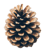 Rustic pine cone captured in natural detail png