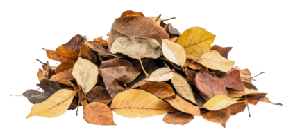 Pile of dry autumn leaves in various colors png