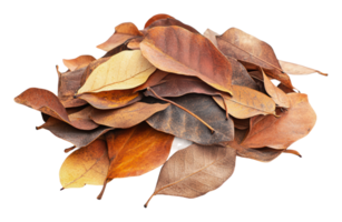 Various dried leaves in a natural arrangement png