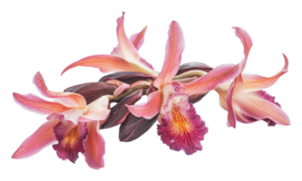 Beautiful orchid flowers showcasing vibrant colors png