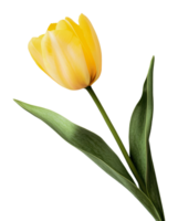 Bright yellow tulip blooming in springtime setting png