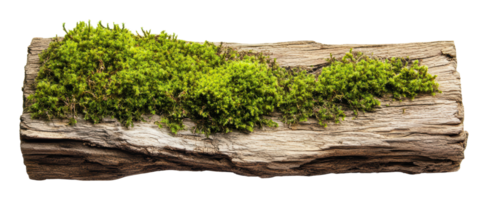 Moss-covered log resting in natural setting png