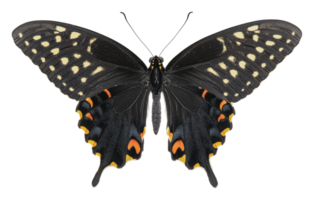 Beautiful butterfly with intricate wing patterns png
