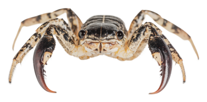 Crab with bold claws on a plain background png
