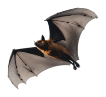 Bat in flight showcasing its wings and agility png