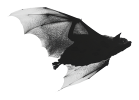 Bats in flight showcasing their wingspan png